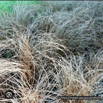CAREX COMANS Sedge Grass - Bronze Curls 3L