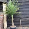 1000499825.jpg CORDYLINE AUSTRALIS Cabbage Tree 4.5L