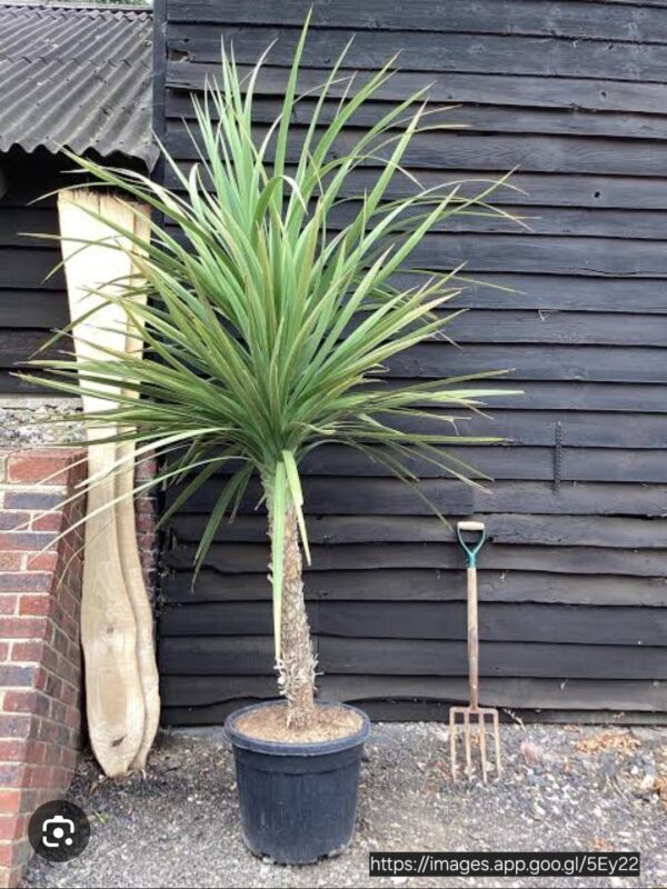 1000499825.jpg CORDYLINE AUSTRALIS Cabbage Tree 4.5L