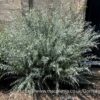 Gomphostigma virgatum "River star"