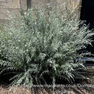 Gomphostigma virgatum "River star"