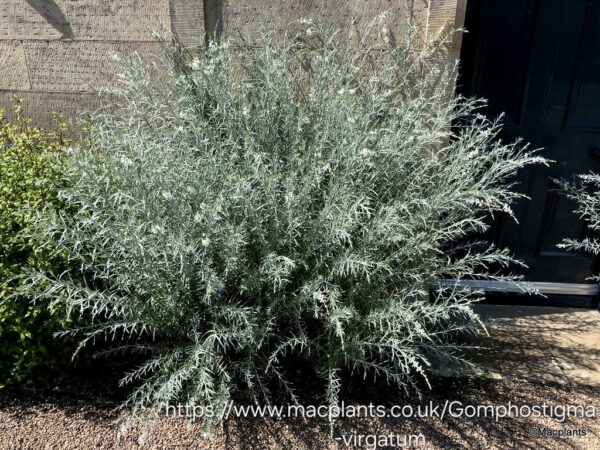 Gomphostigma virgatum "River star"