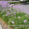 Tulbaghia violacea 'Wild garlic'