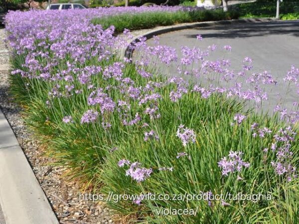 Tulbaghia violacea 'Wild garlic'