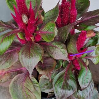 CELOSIA SPICATA Feather Celosia - Foliage Sol Lizzard Leaf 17cm