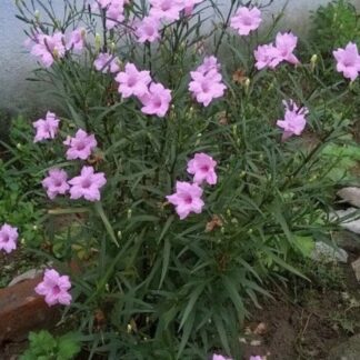 Ruellia Pink 'Mexican Petunia'