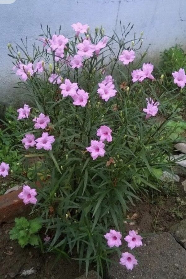 Ruellia Pink 'Mexican Petunia'