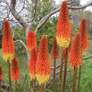 1000499949.jpg Kniphofia Praecox