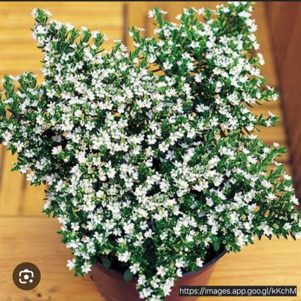 1000499950.jpg CUPHEA HYSSOPIFOLIA Mexican Heather - White 2,5L