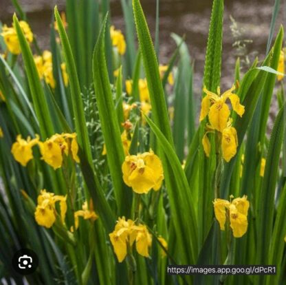 DIETES BICOLOR African Iris - Yellow 2,5L