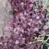 Alternanthera 'Purple Prince'
