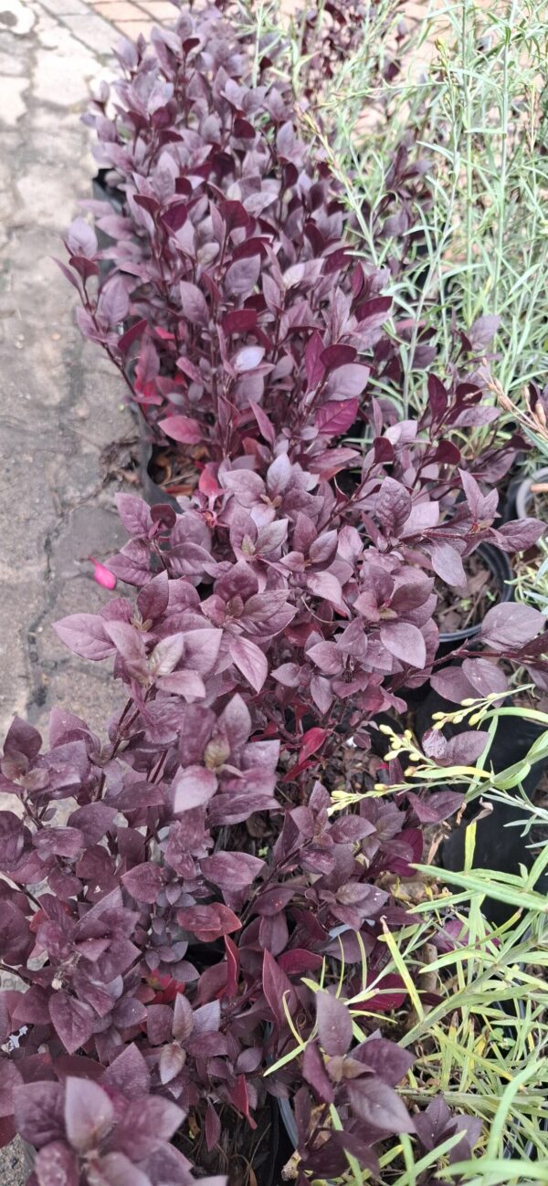 Alternanthera 'Purple Prince'