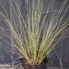 Carex flagellifera