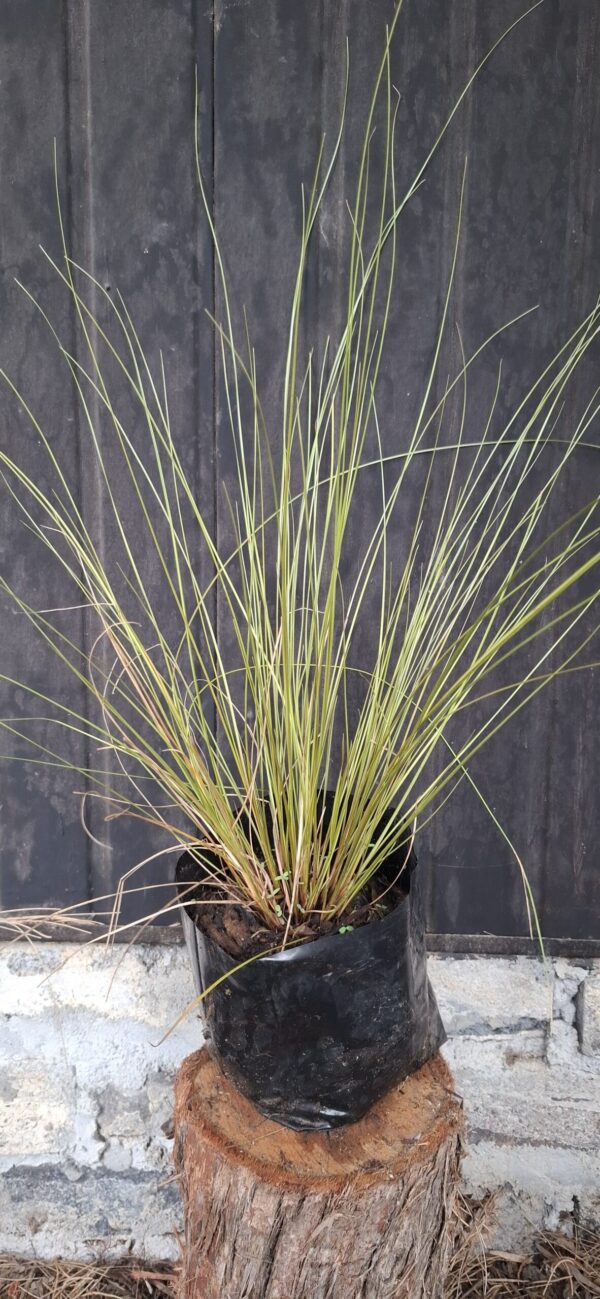 Carex flagellifera