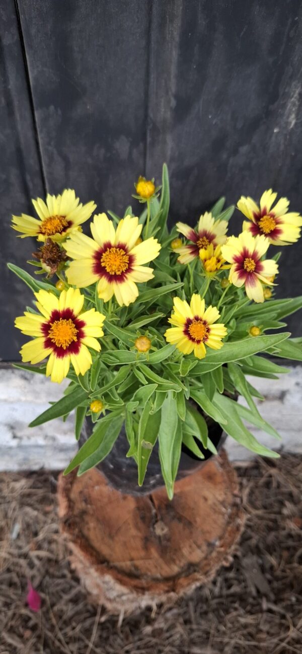 1000500354-1-scaled.jpg Coreopsis Grandiflora 'Red and Yellow'