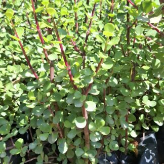 PORTULACARIA AFRA MACROPHYLLA Spekboom
