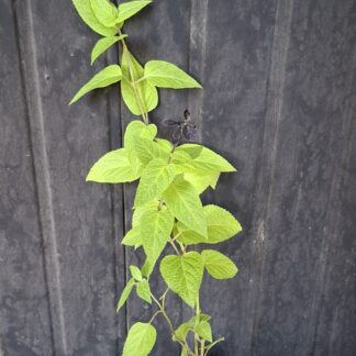 Salvia guaranitica Black and Bloom