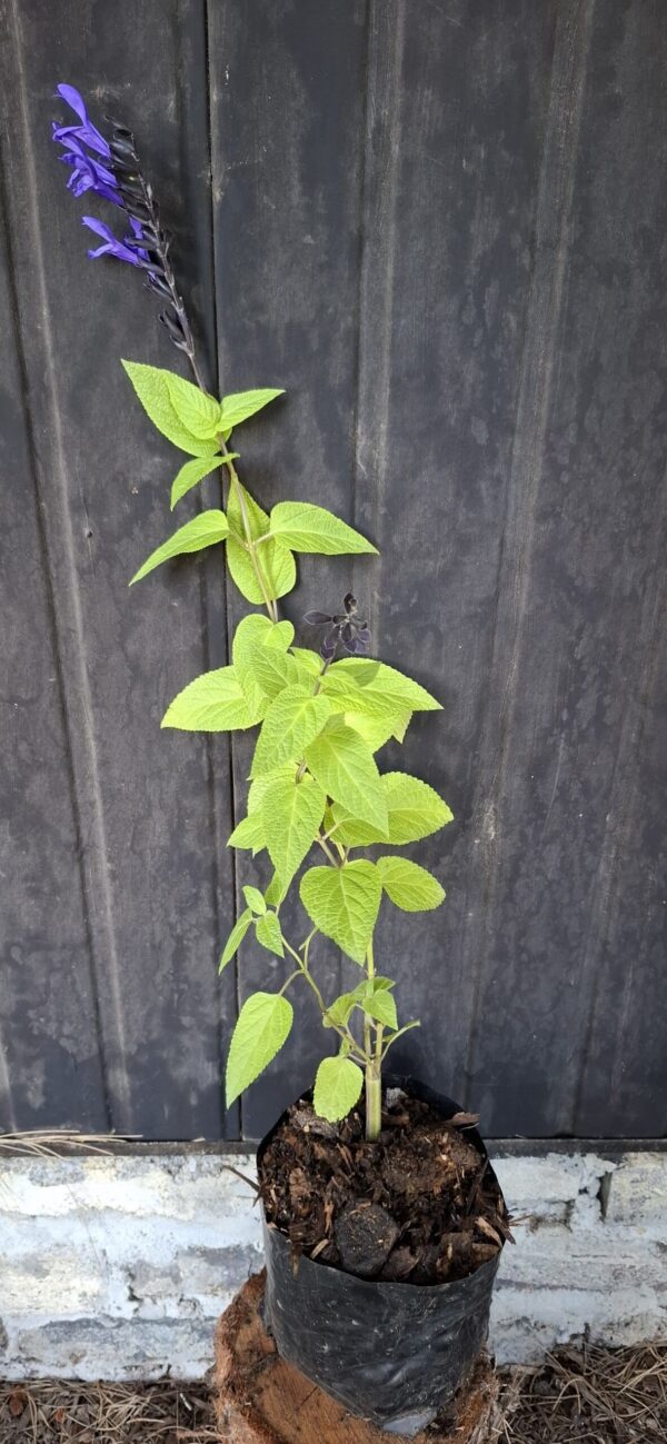 Salvia guaranitica Black and Bloom