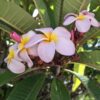 1000501045.jpg Frangipani (unknown colour)