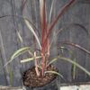 Pennisetum purpureum 'Vertigo'