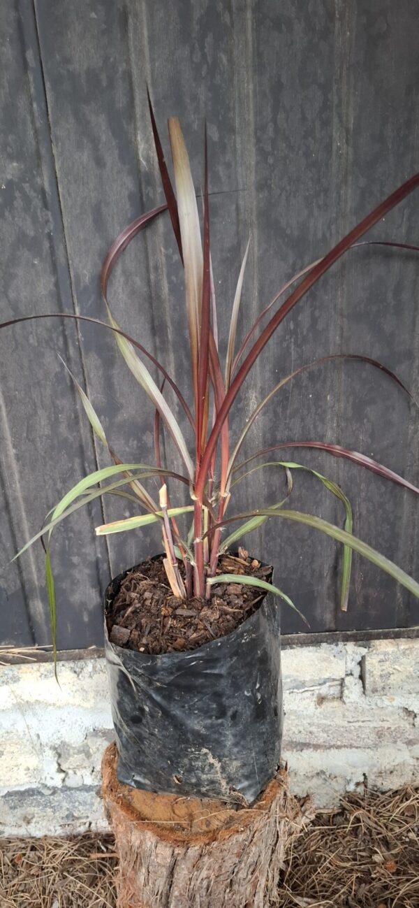 Pennisetum purpureum 'Vertigo'
