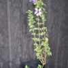 Dychoriste Perrottrii 'Purple Bells'