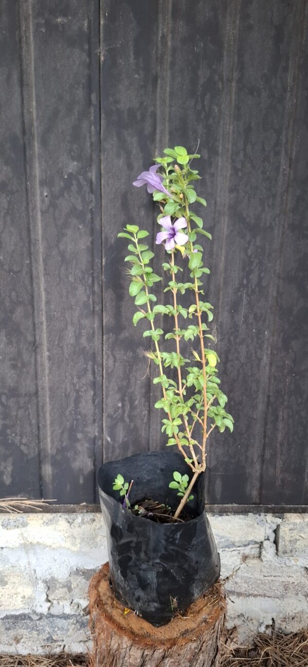 Dychoriste Perrottrii 'Purple Bells'