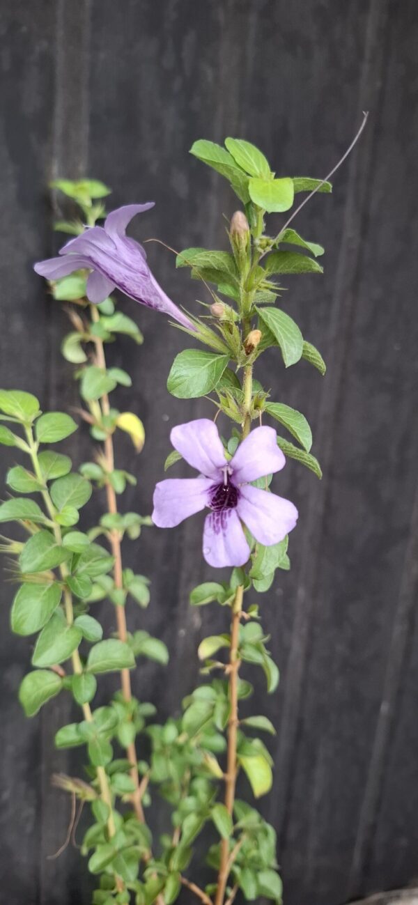Dychoriste Perrottrii 'Purple Bells'