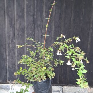 Abelia Grandiflora 'Francis Mason'