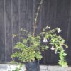 Abelia Grandiflora 'Francis Mason'