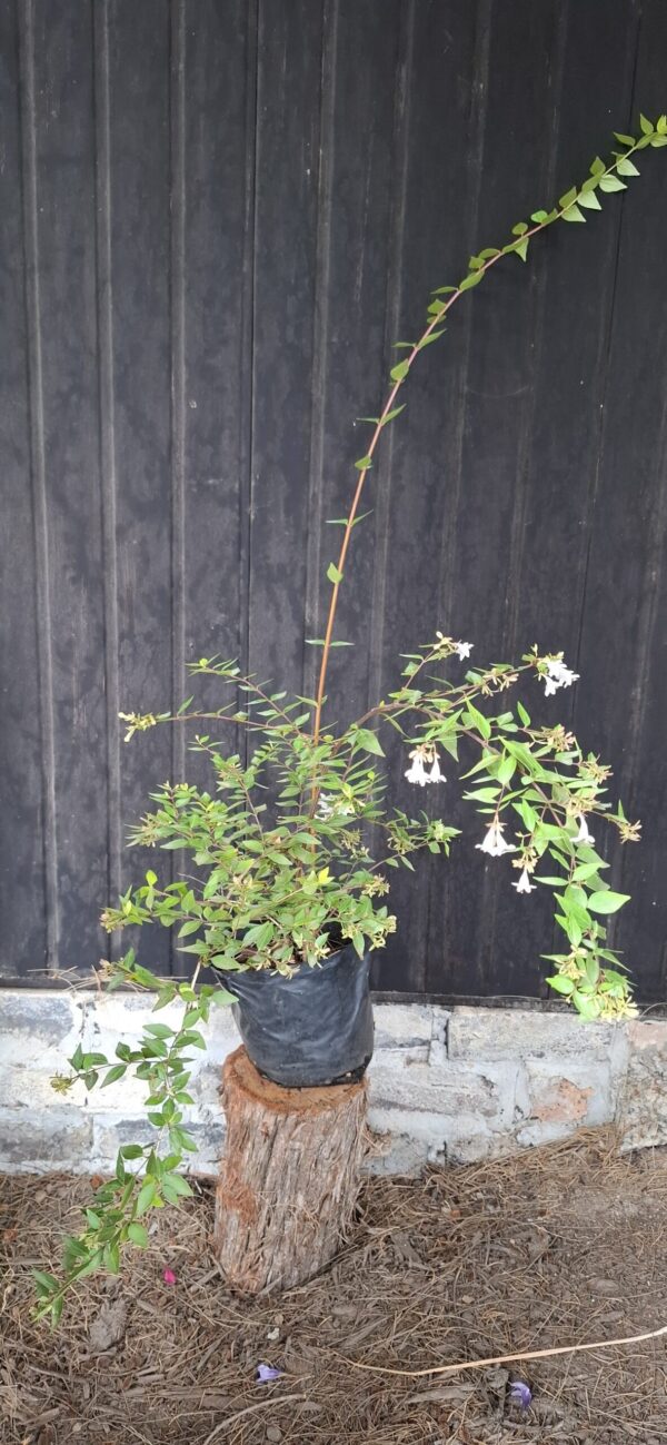 Abelia Grandiflora 'Francis Mason'
