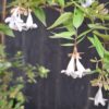 Abelia Grandiflora 'Francis Mason'