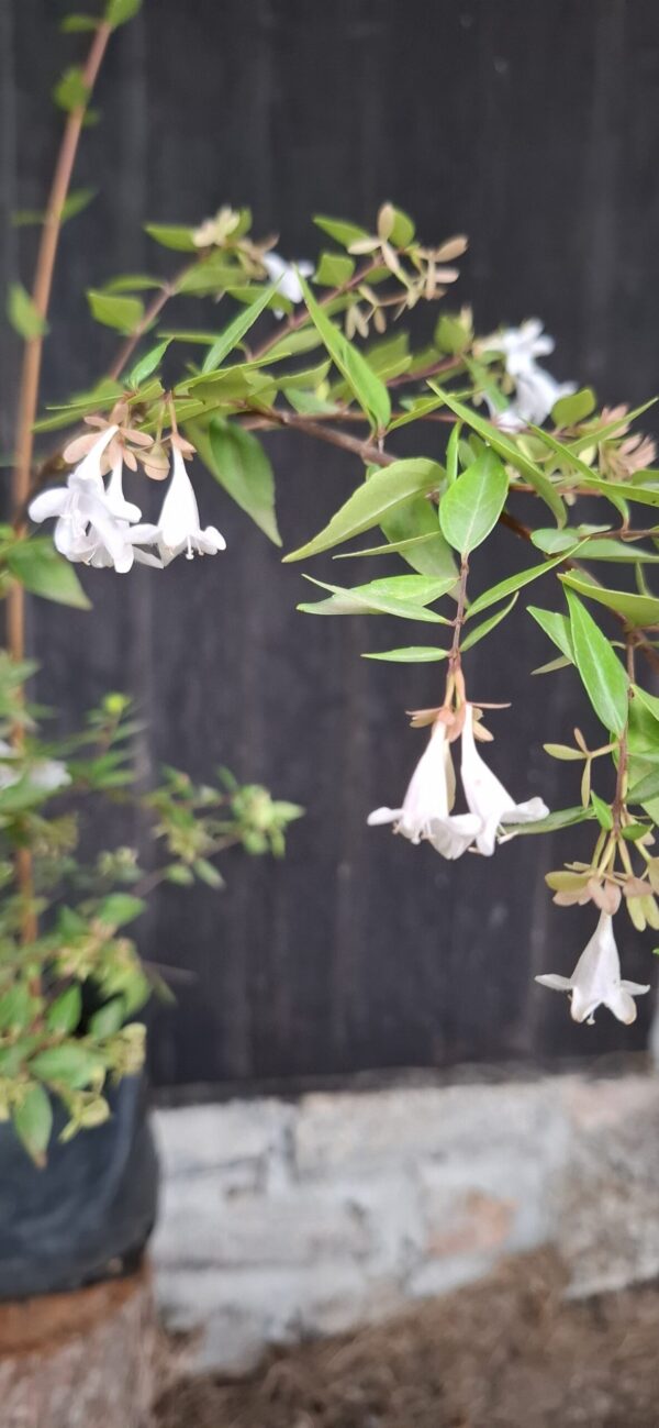Abelia Grandiflora 'Francis Mason'