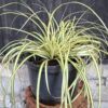 Carex 'Evergold'