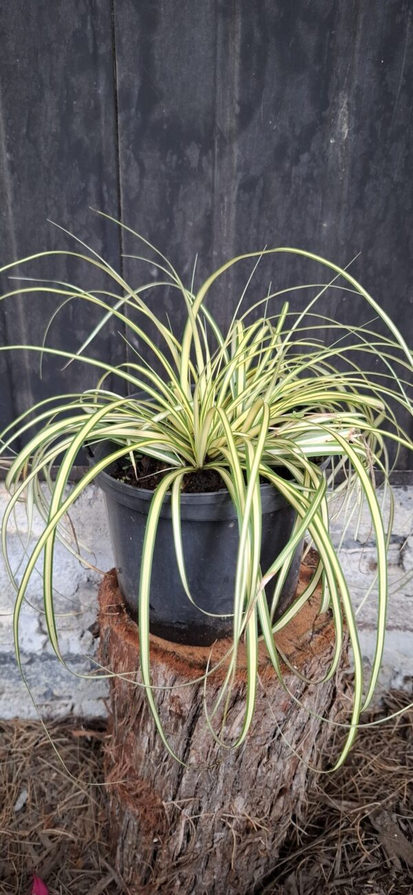 Carex 'Evergold'