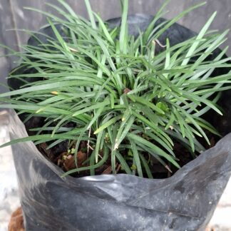 Dwarf Mondo Grass