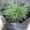 Dwarf Mondo Grass