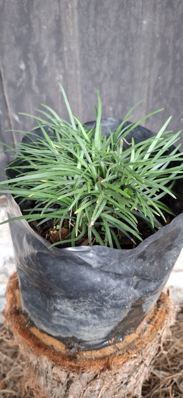 Dwarf Mondo Grass