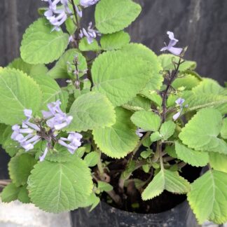 Plectranthus Zuluensis 'Zulu Spurflower'