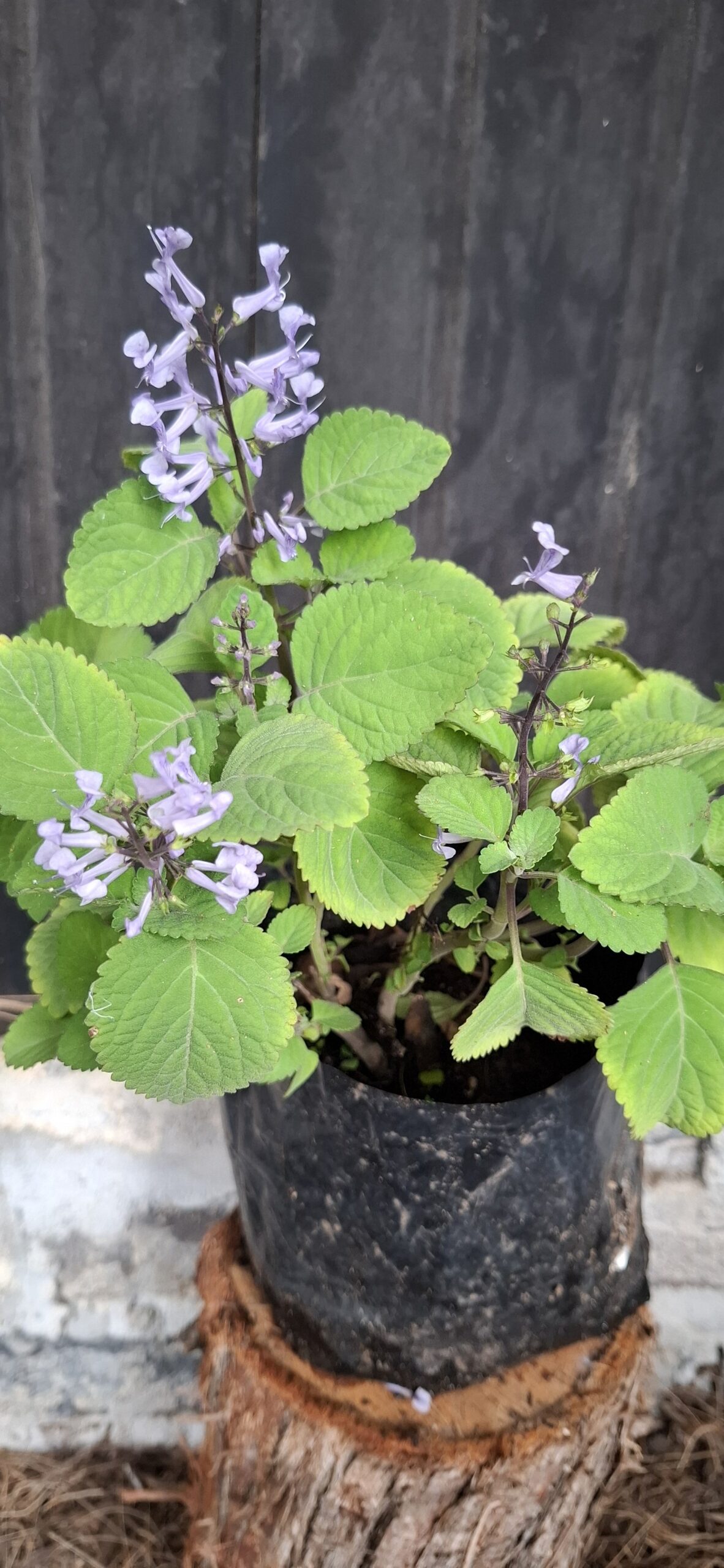 Plectranthus Zuluensis 'Zulu Spurflower'