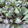 Adjuga Reptans 'mahogany'