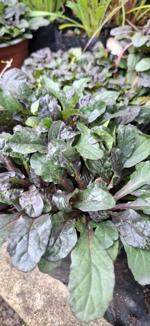 Adjuga Reptans 'mahogany'