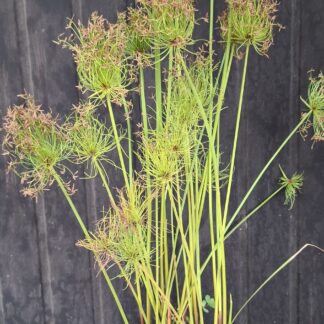 Dwarf Papyrus Cyperus
