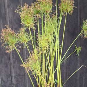 1000501624-scaled.jpg Dwarf Papyrus Cyperus