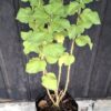 Ribbon bush
'Hypoestes aristata'