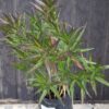 Strobilanthes anisophyllus
