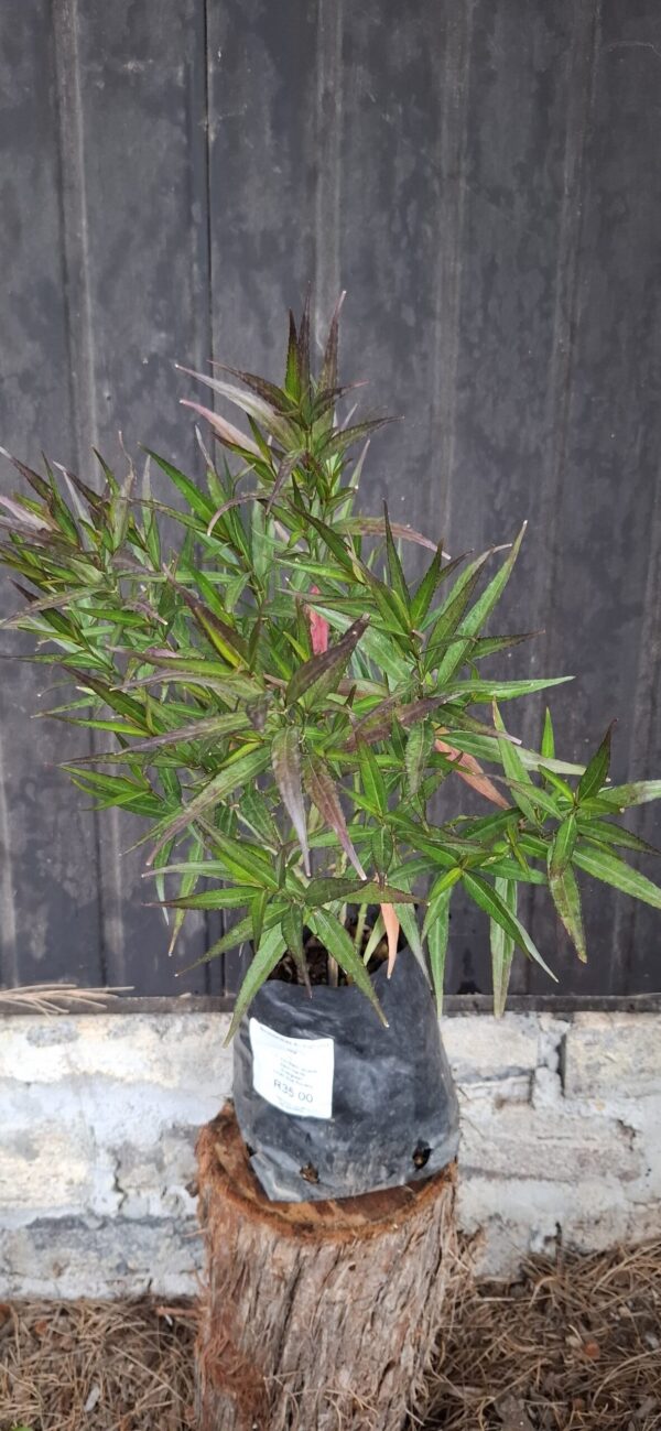 Strobilanthes anisophyllus