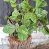 Plectranthus cilliatus 'speckled spur flower'
