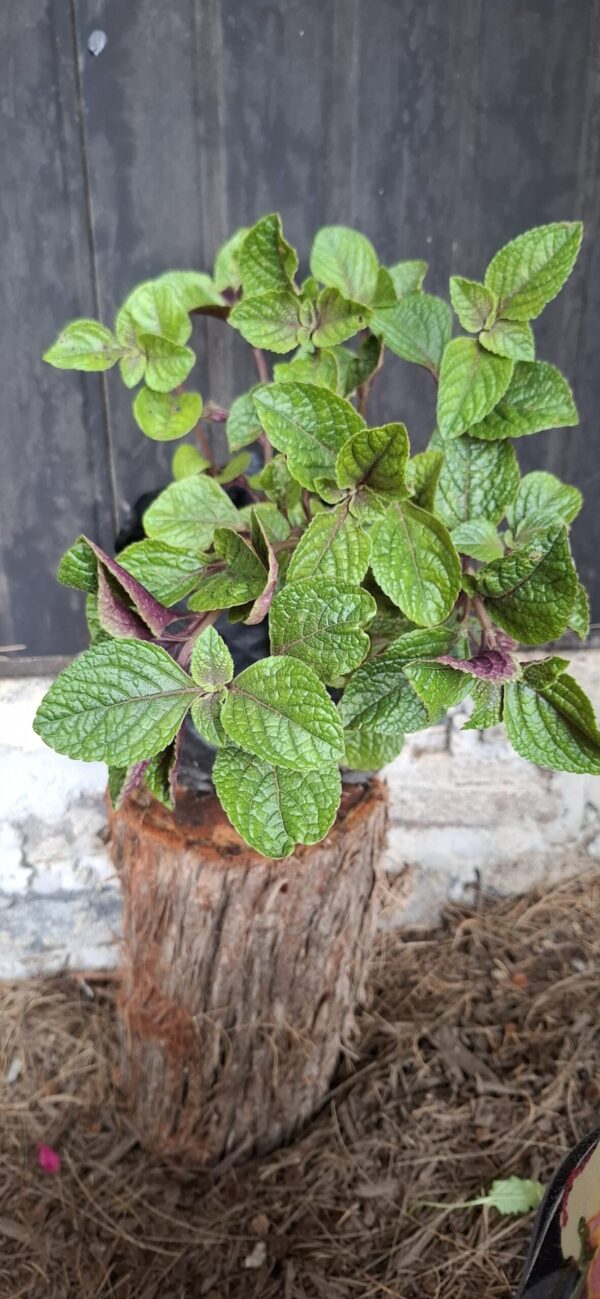 Plectranthus cilliatus 'speckled spur flower'