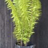 Nephrolepis biserrata 'Macho" - Giant Sword Fern
